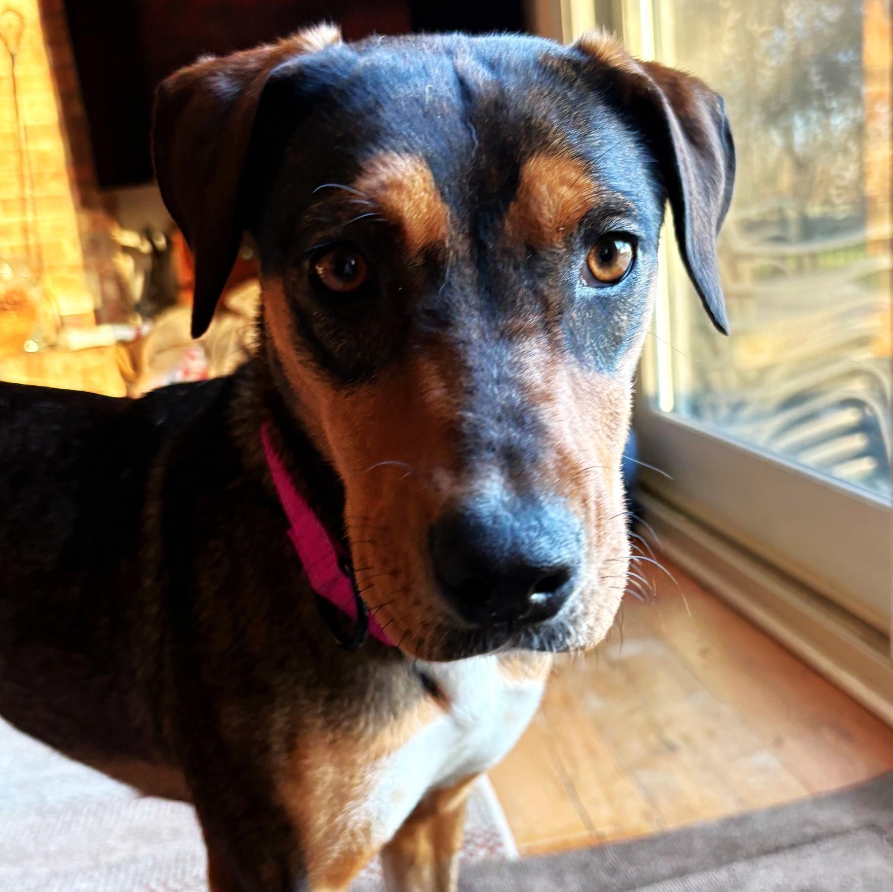 Enlarge Skyli, an adopted mixed breed in Palatine, IL image 2/4