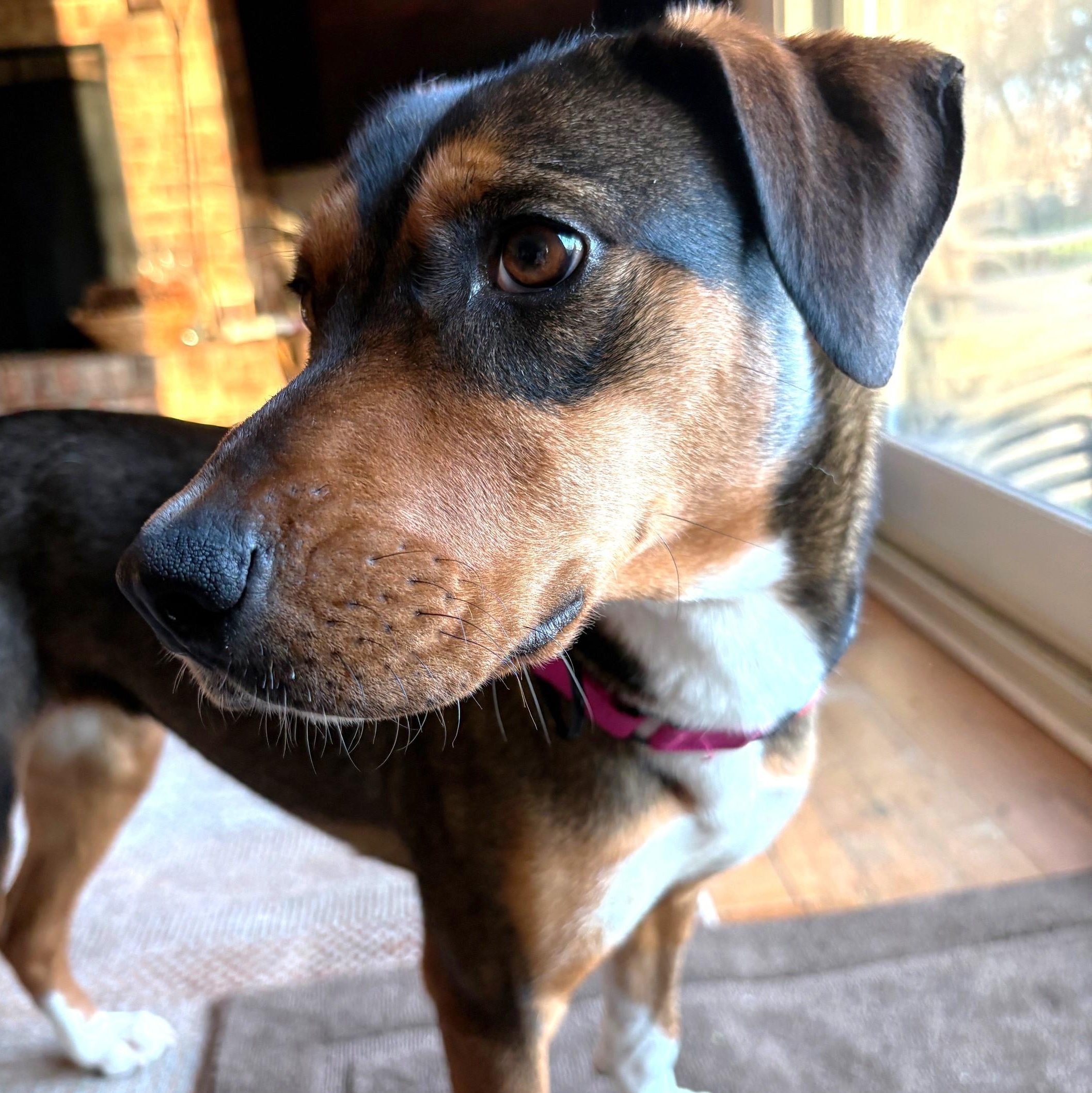 Enlarge Skyli, an adopted mixed breed in Palatine, IL image 4/4