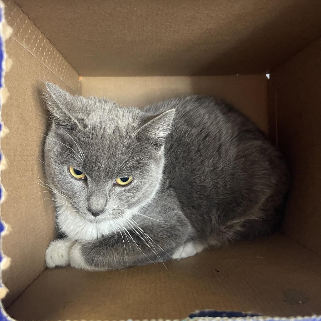 Grayson, Adoptable, Adult Female Domestic Short Hair.