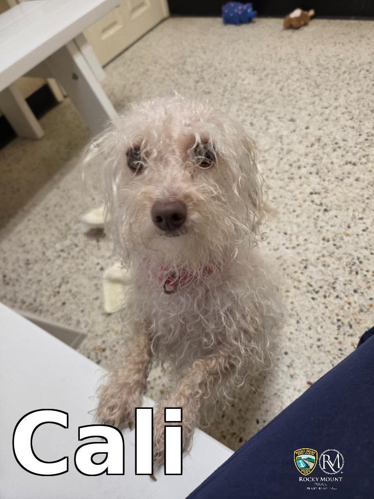 Cali, Adopted, Young Female Maltese.