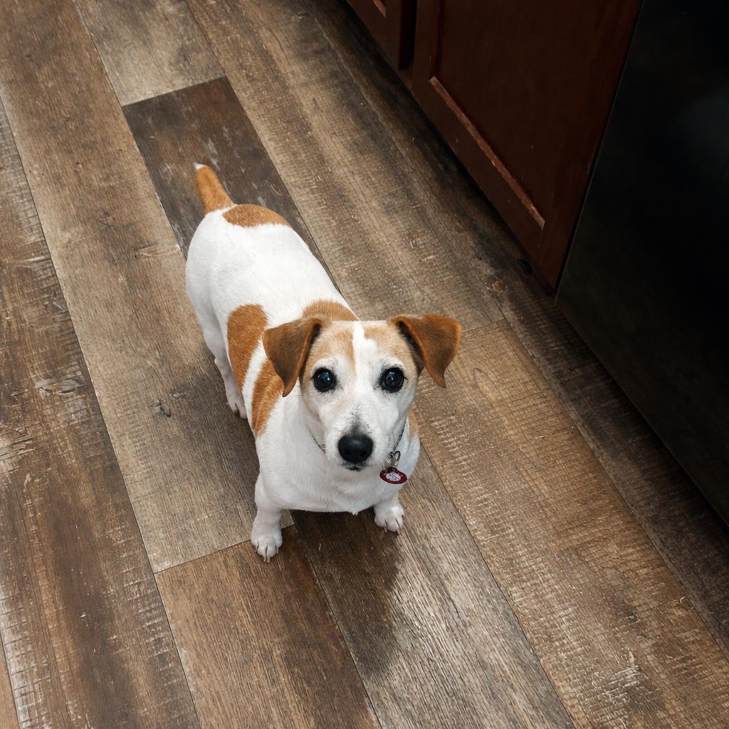 Mikey, Adopted, Adult Male Jack Russell Terrier.