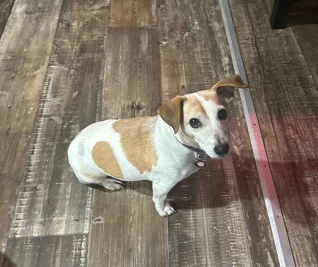 Mikey, a Adopted Jack Russell Terrier in Nashville, TN image 2/3