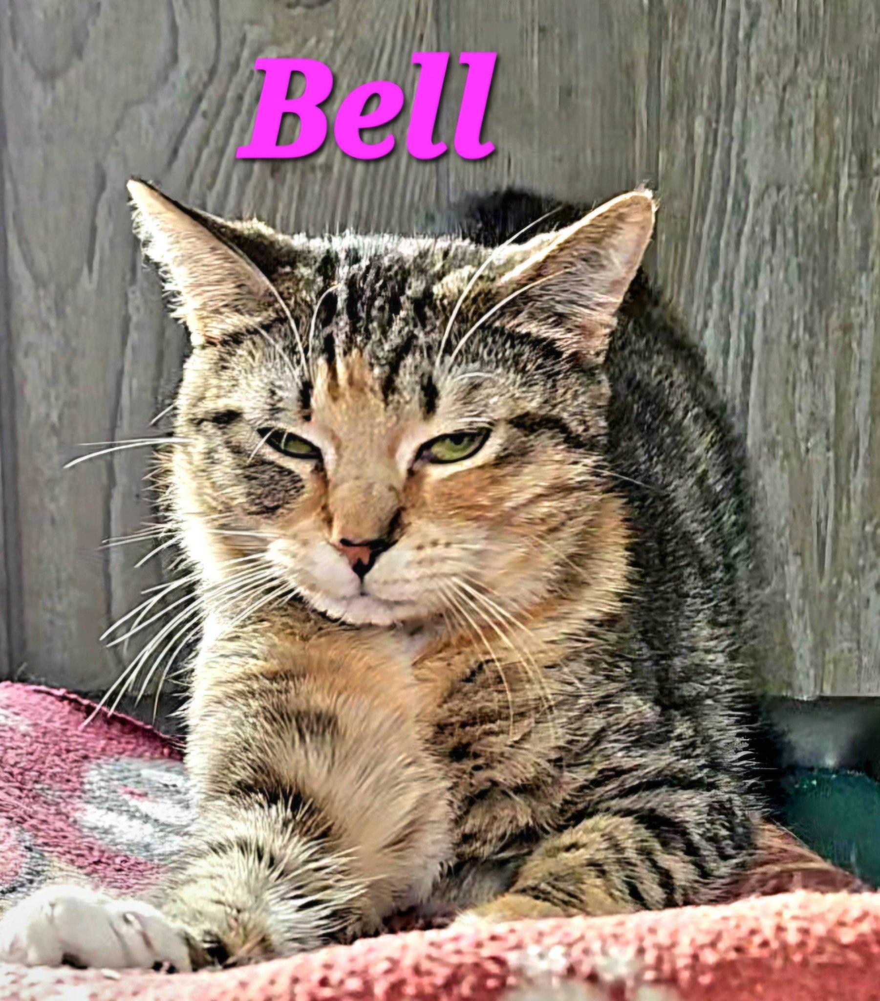 Bell, Adoptable, Kitten Female Torbie.