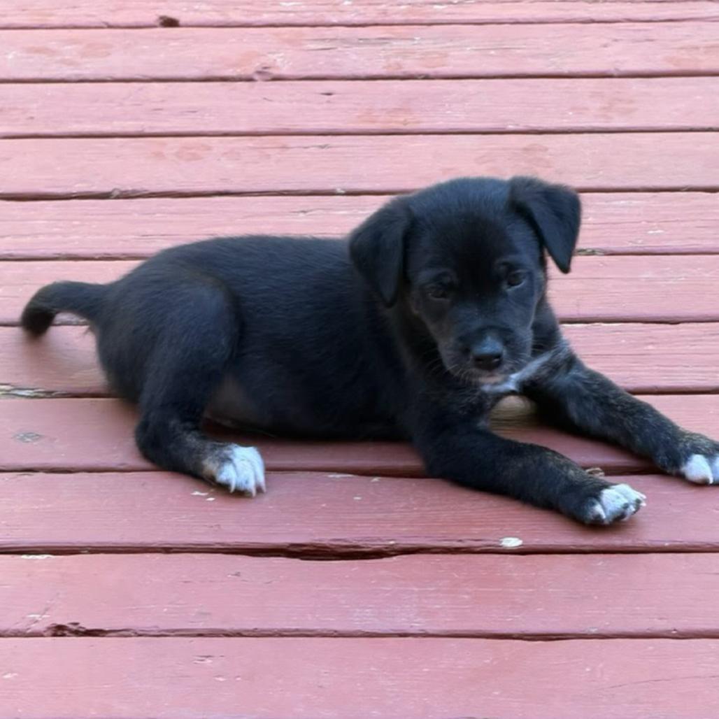Red, Adoptable, Puppy Male Border Collie & Mixed Breed.