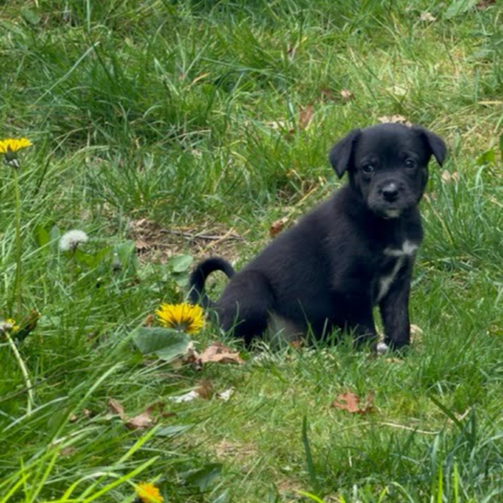 Enlarge Red, a Adoptable mixed breed in Tacoma, WA image 2/6