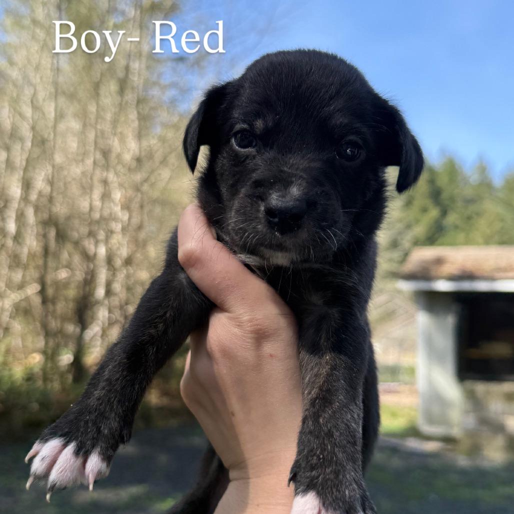 Enlarge Red, a Adoptable mixed breed in Tacoma, WA image 3/6