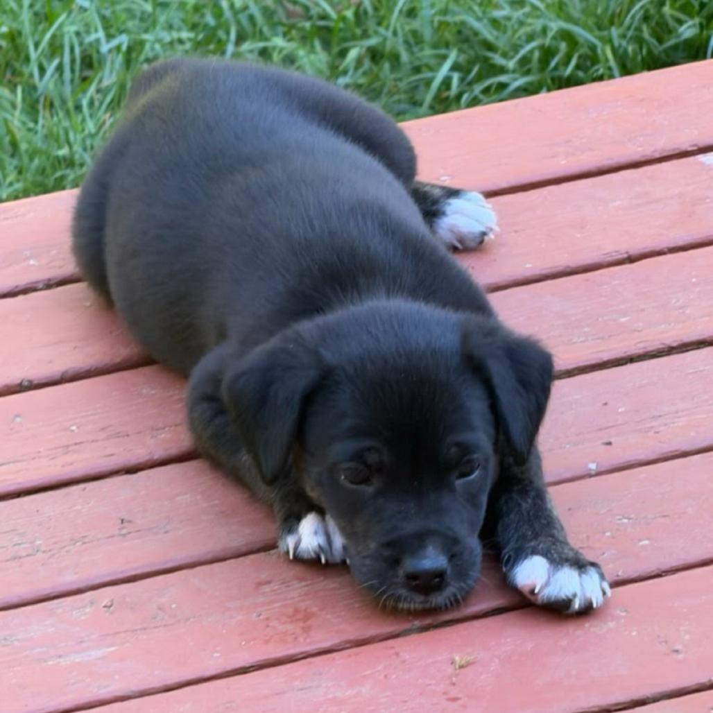 Enlarge Red, a Adoptable mixed breed in Tacoma, WA image 4/6