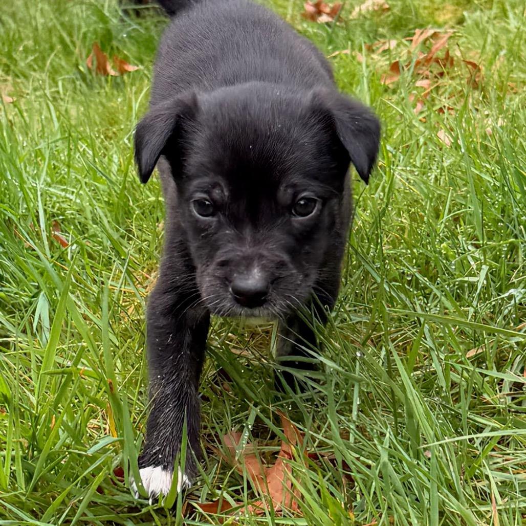 Enlarge Red, a Adoptable mixed breed in Tacoma, WA image 5/6