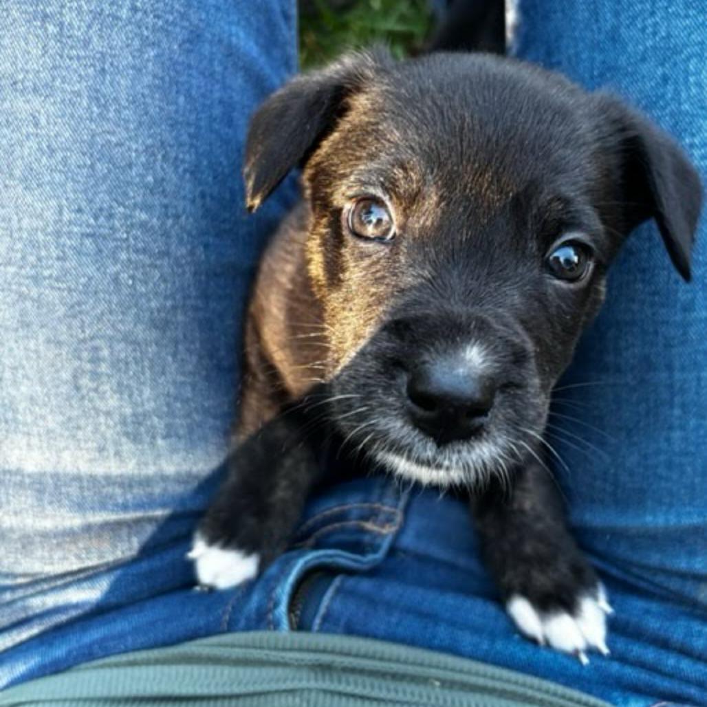 Enlarge Red, a Adoptable mixed breed in Tacoma, WA image 6/6