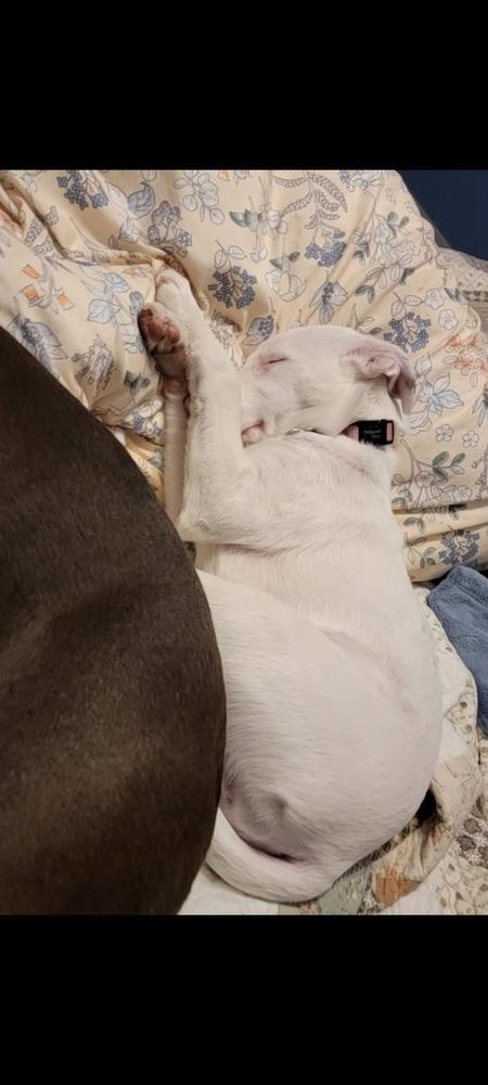 Enlarge Secret, a Adoptable mixed breed in Grove City, OH image 1/6