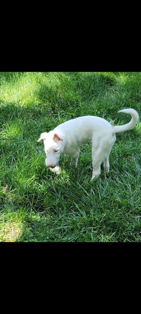 Enlarge Secret, a Adoptable mixed breed in Grove City, OH image 2/6