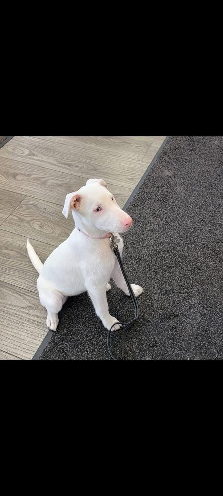 Enlarge Secret, a Adoptable mixed breed in Grove City, OH image 3/6