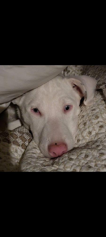 Enlarge Secret, a Adoptable mixed breed in Grove City, OH image 4/6