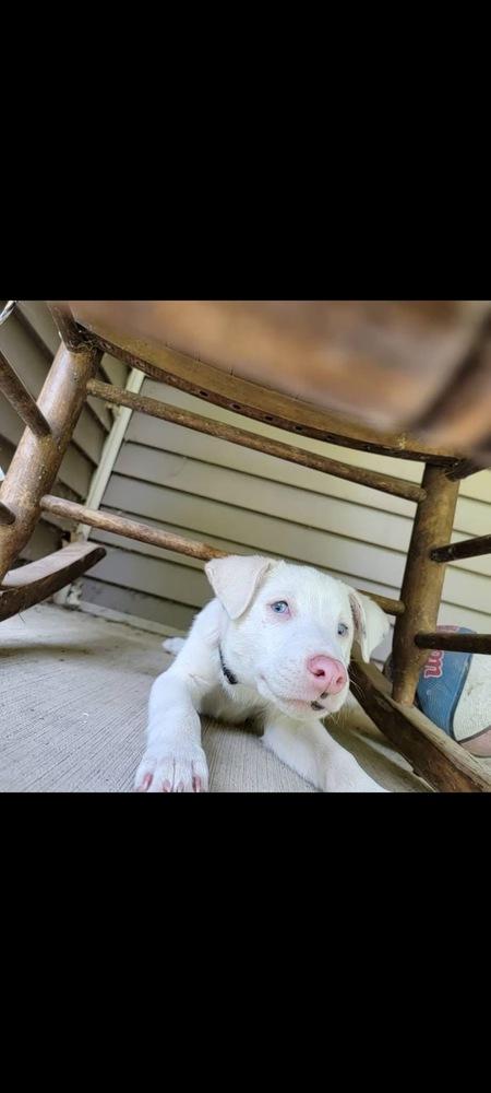Enlarge Secret, a Adoptable mixed breed in Grove City, OH image 5/6