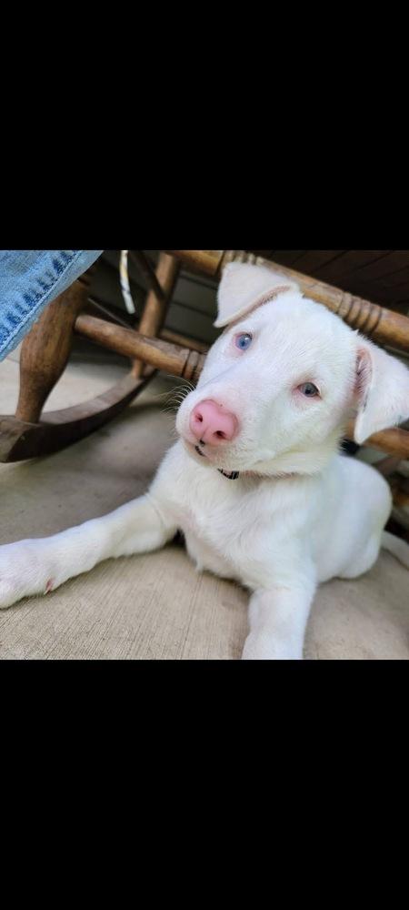 Enlarge Secret, a Adoptable mixed breed in Grove City, OH image 6/6