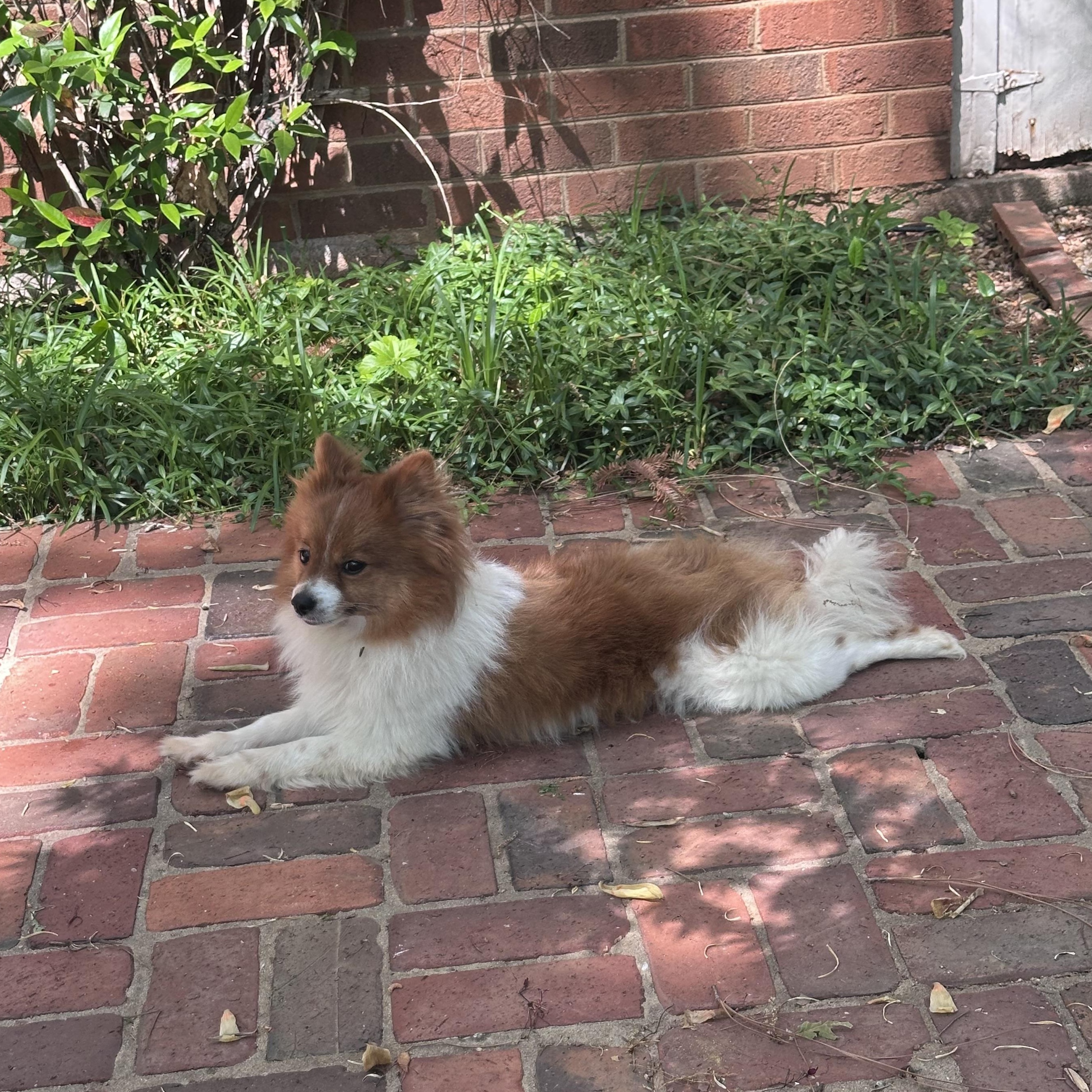 Timothy, a ADOPTABLE mixed breed in Atlanta, GA image 5/6