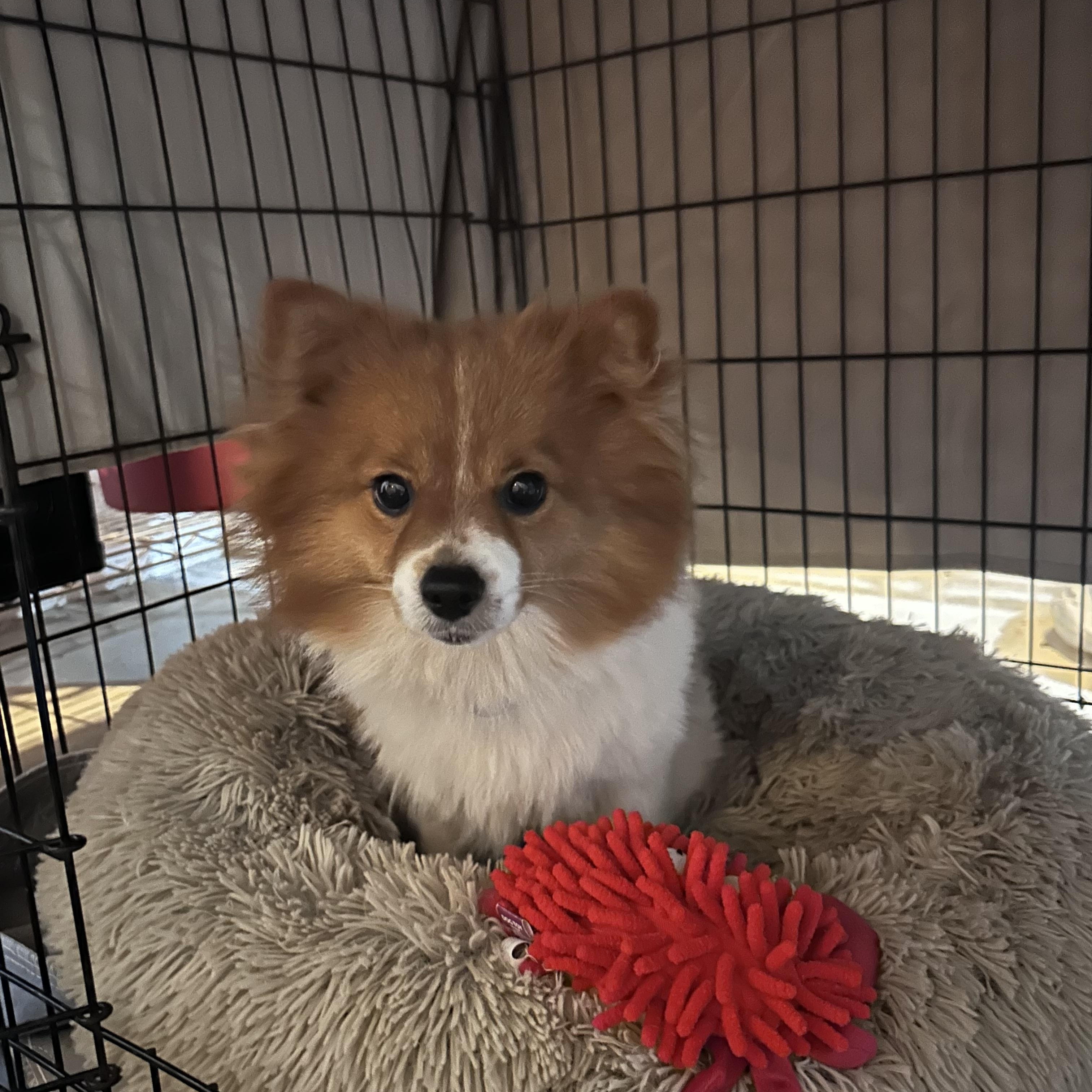 Timothy, a ADOPTABLE mixed breed in Atlanta, GA image 6/6