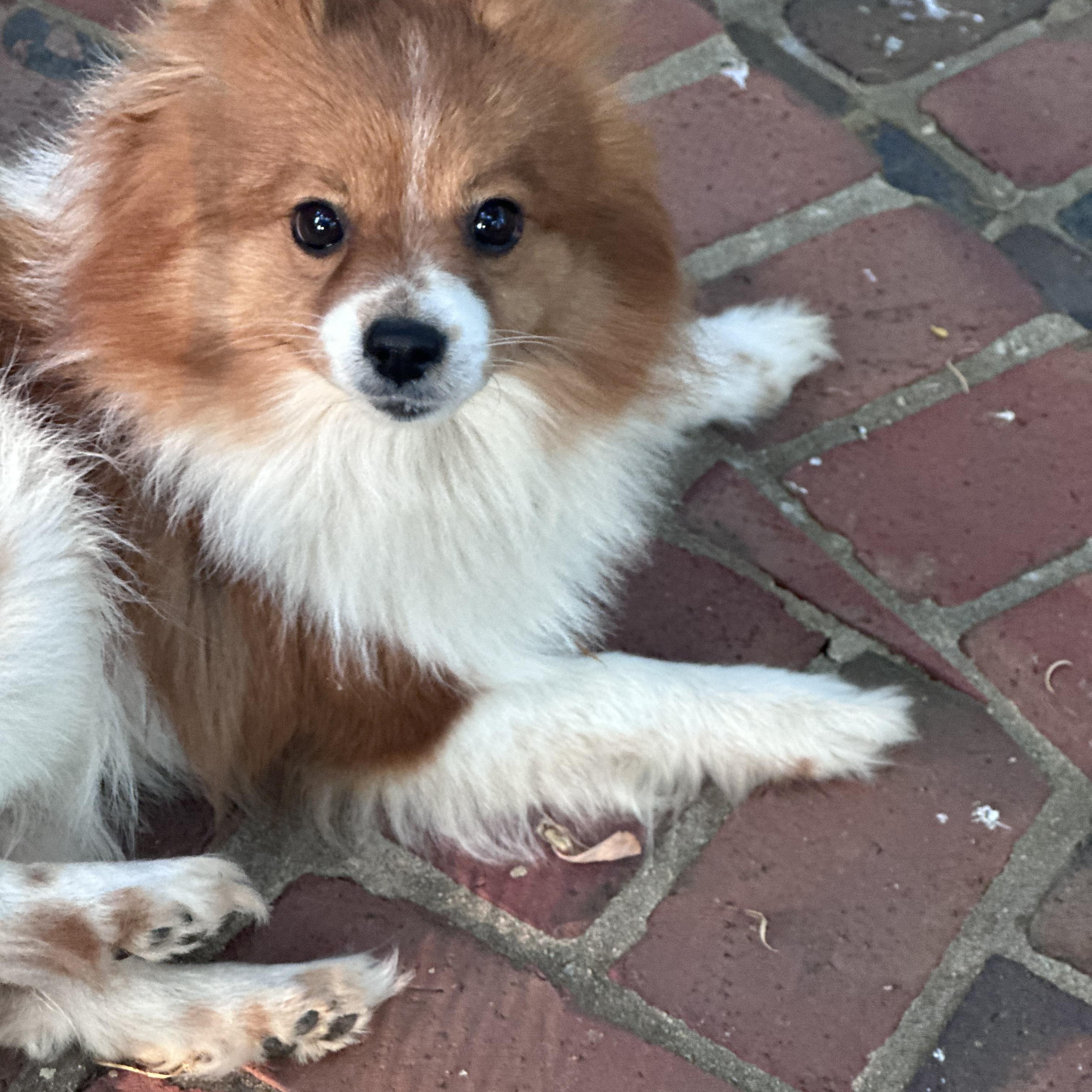 Timothy, a ADOPTABLE mixed breed in Atlanta, GA image 1/6