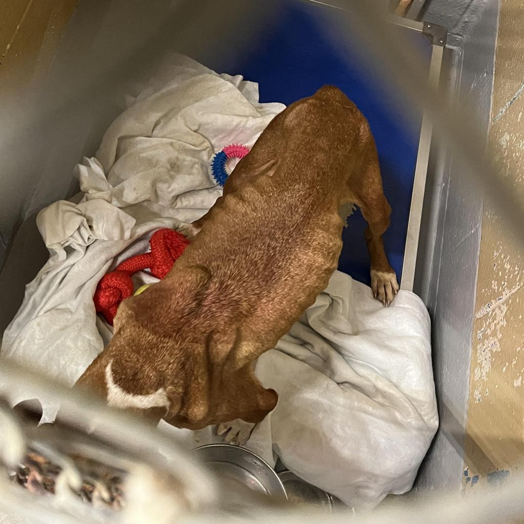 Enlarge Reign, a Adoptable Mixed Breed in Lindenwold, NJ image 1/4