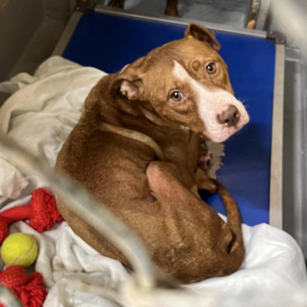 Enlarge Reign, a Adoptable Mixed Breed in Lindenwold, NJ image 2/4