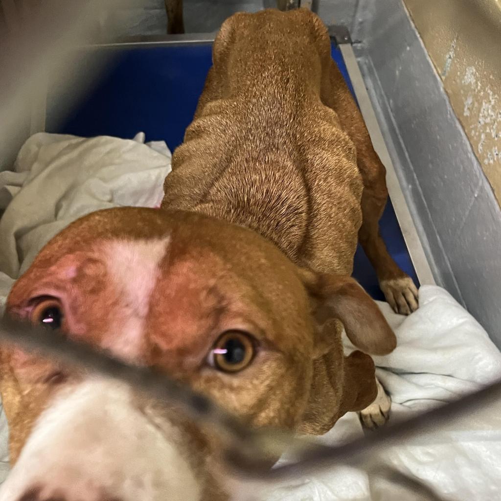 Enlarge Reign, a Adoptable Mixed Breed in Lindenwold, NJ image 3/4