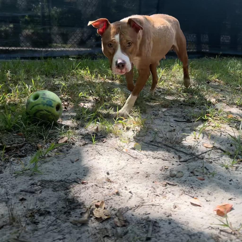 Enlarge Reign, a Adoptable Mixed Breed in Lindenwold, NJ image 4/4