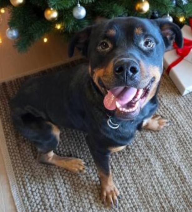 QUEENIE , Adoptable, Adult Female Rottweiler.