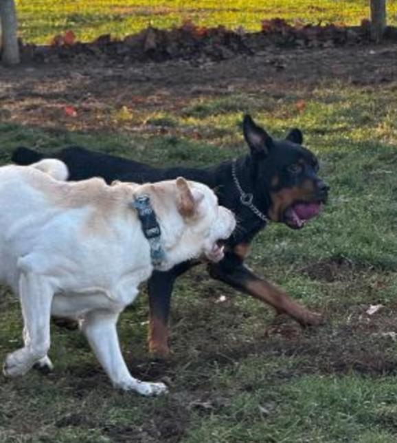 Enlarge QUEENIE , a Adoptable Rottweiler in Carroll, OH image 4/4