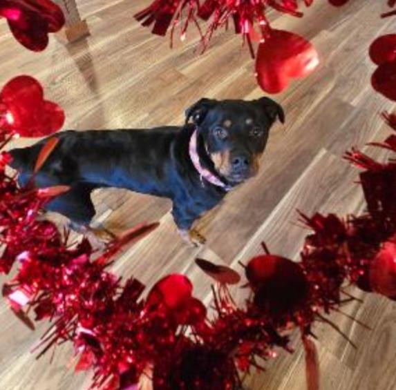 Enlarge QUEENIE , a Adoptable Rottweiler in Carroll, OH image 3/4