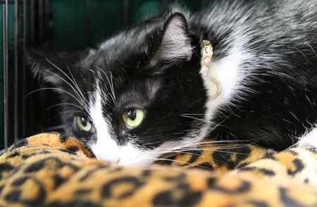 Enlarge Hana, a Adoptable Domestic Short Hair in Newport Beach, CA image 2/2