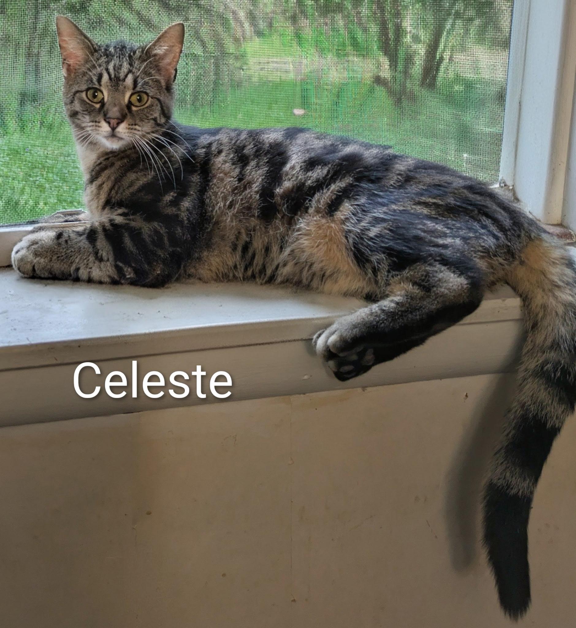 Enlarge Celeste, a Adoptable Domestic Short Hair in Mears, MI image 2/3