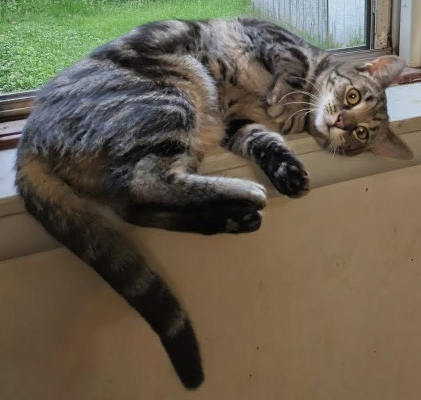 Enlarge Celeste, a Adoptable Domestic Short Hair in Mears, MI image 4/4