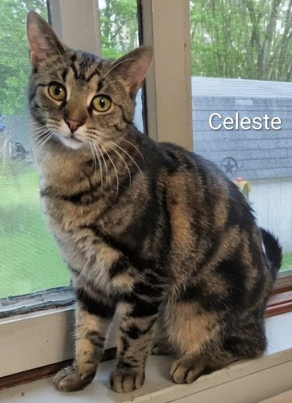 Celeste, Adoptable, Young Female Domestic Short Hair.