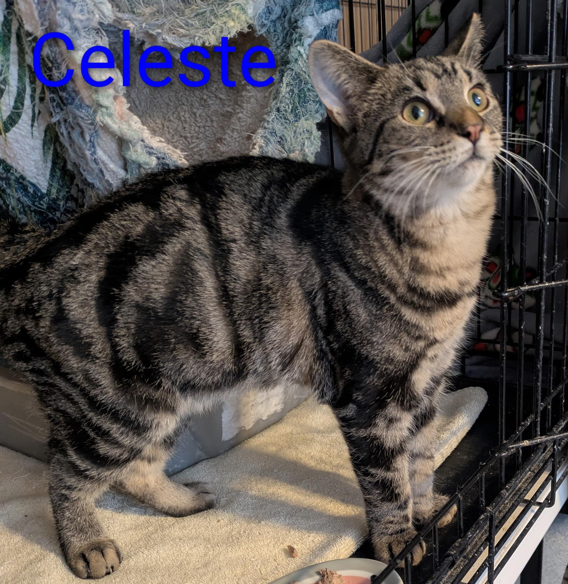 Celeste, Adoptable, Young Female Domestic Short Hair.