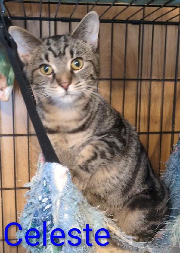 Enlarge Celeste , a ADOPTABLE Domestic Short Hair in Mears, MI image 2/3