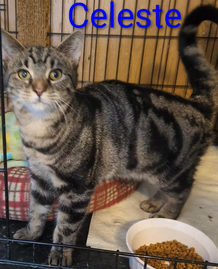 Enlarge Celeste , a ADOPTABLE Domestic Short Hair in Mears, MI image 3/3