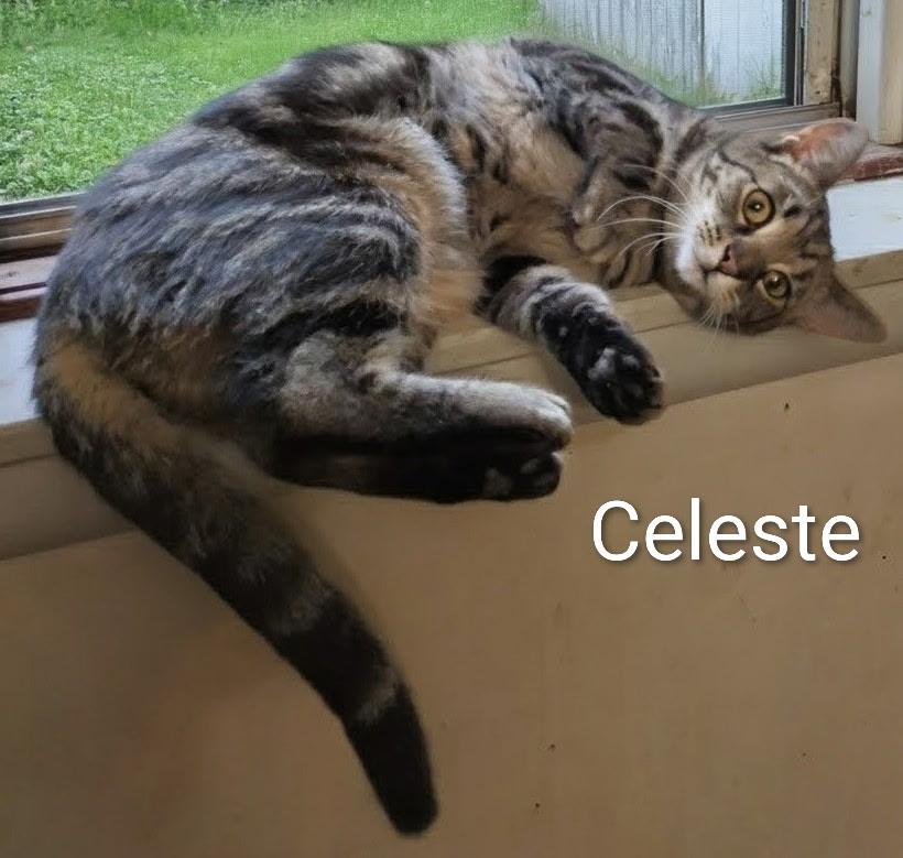 Enlarge Celeste, a Adoptable Domestic Short Hair in Mears, MI image 3/3