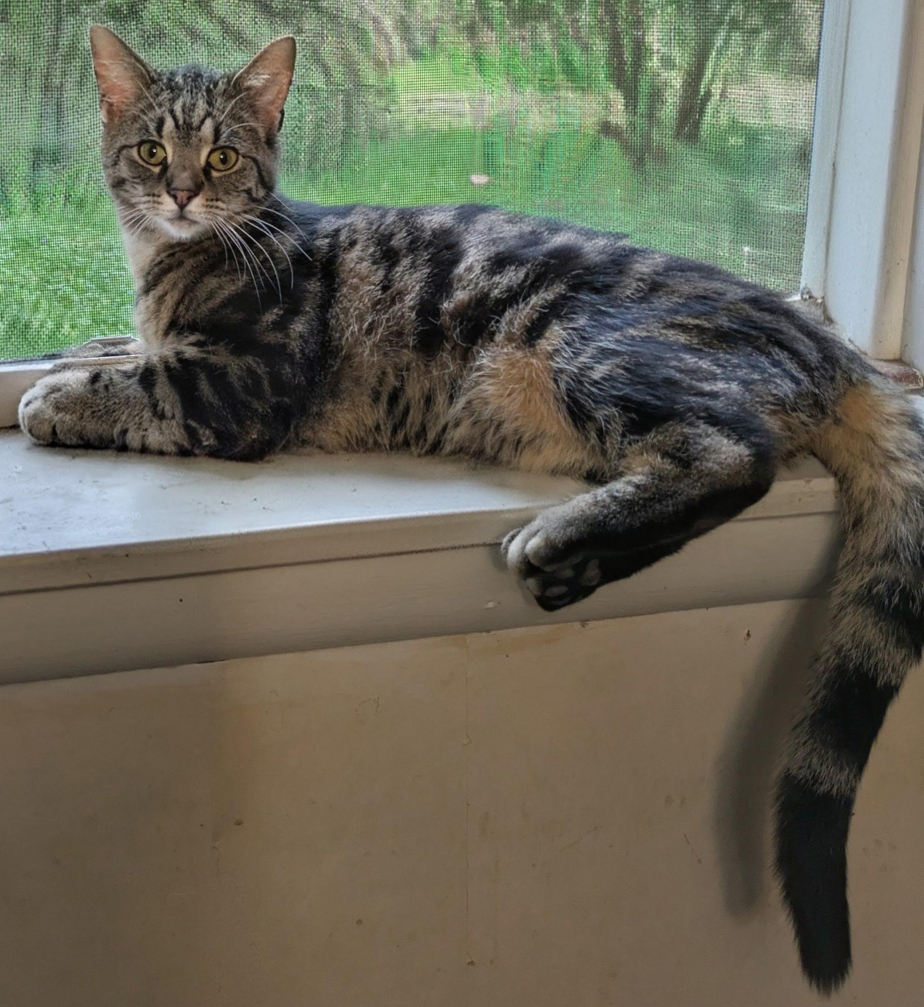 Celeste, Adoptable, Young Female Domestic Short Hair.