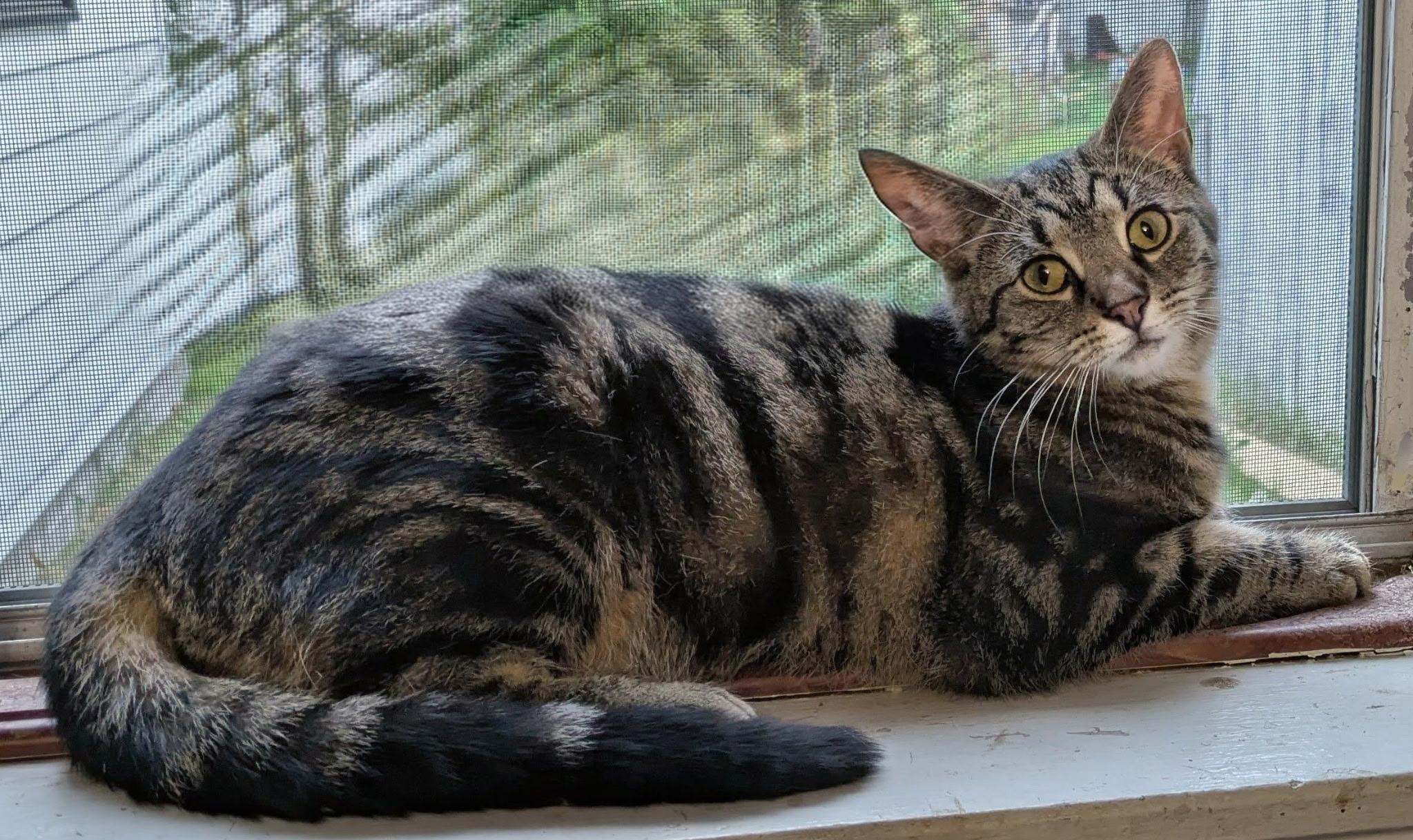 Enlarge Celeste, a Adoptable Domestic Short Hair in Mears, MI image 3/4