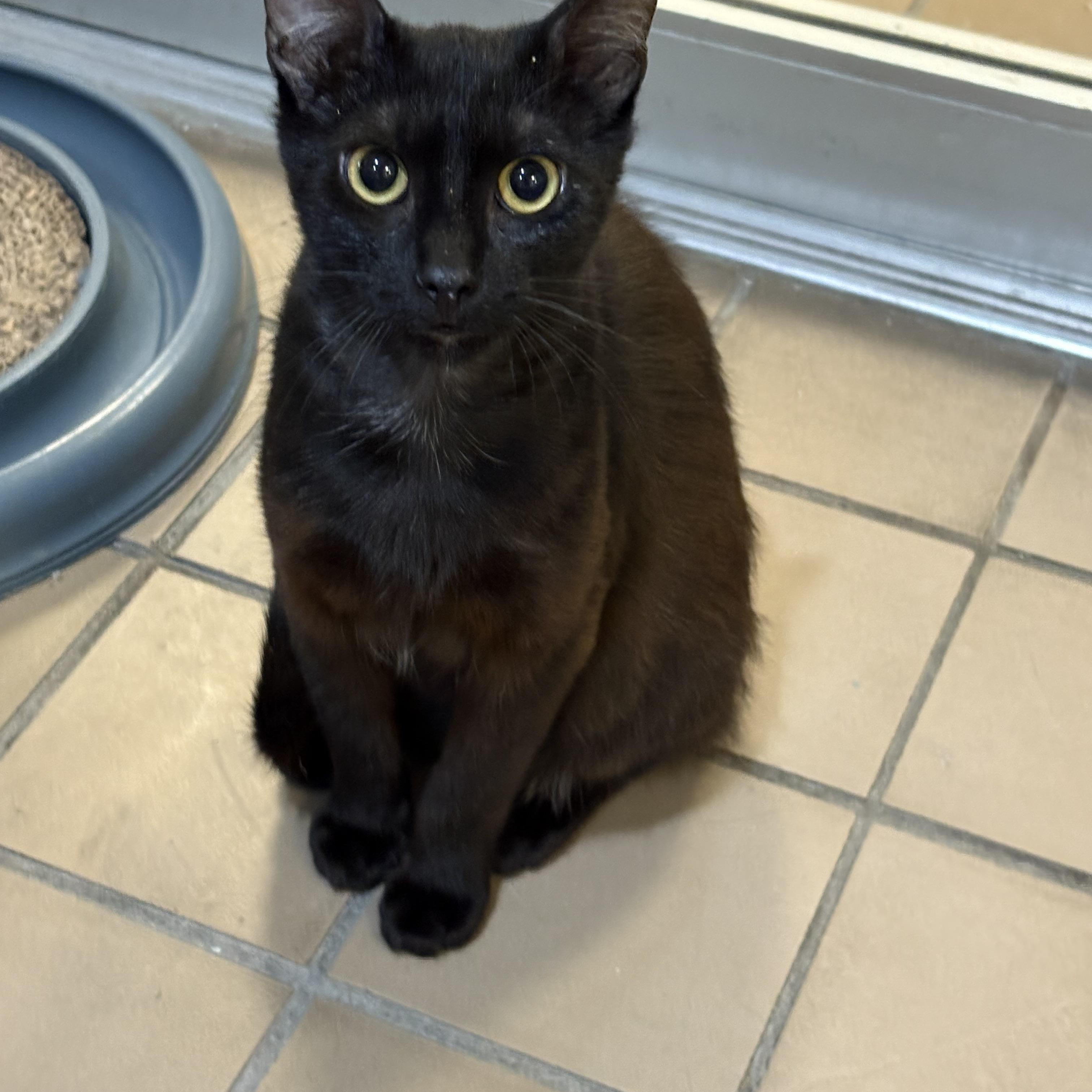 Shiraz, Adoptable, Young Male Domestic Short Hair.