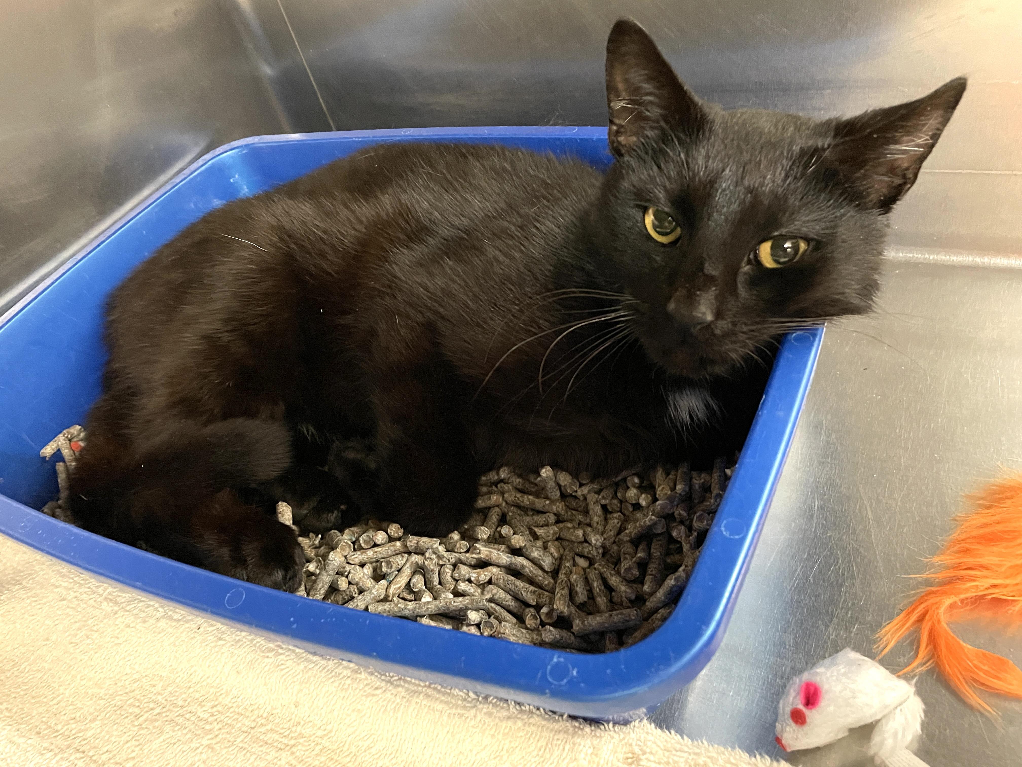 Shiraz, a Adoptable Domestic Short Hair in Wantagh, NY image 3/3