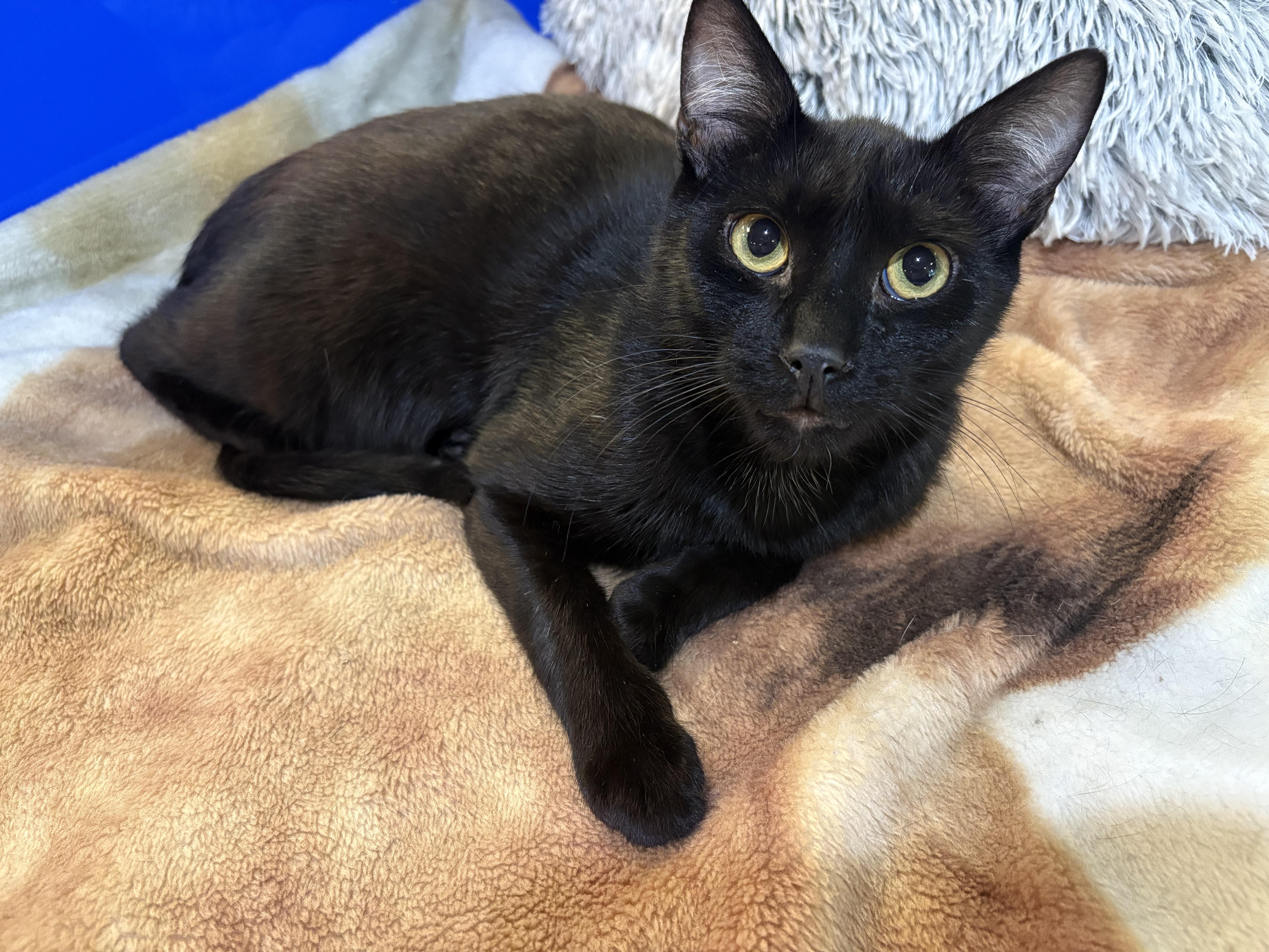 Shiraz, Adoptable, Young Male Domestic Short Hair.