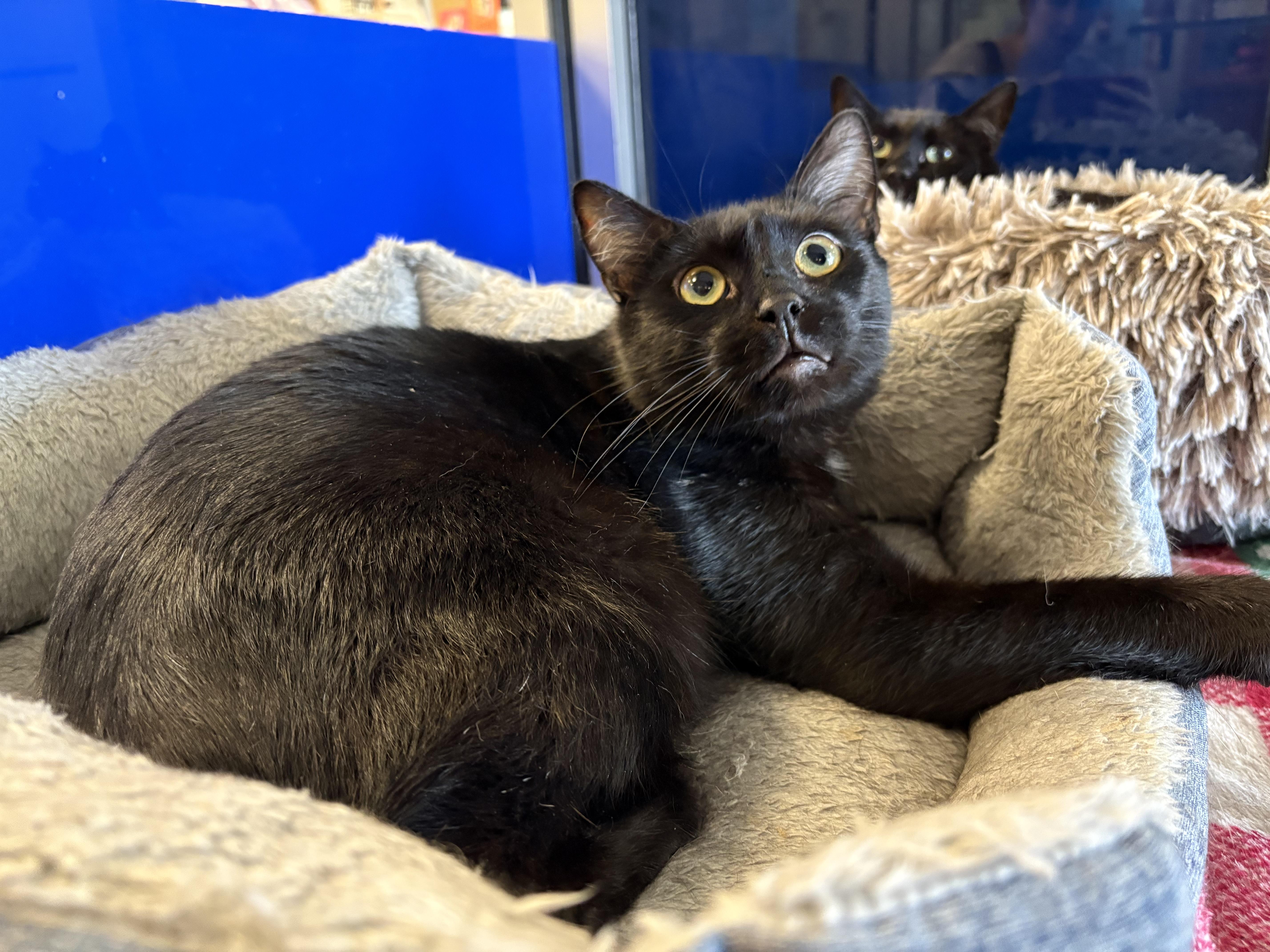Shiraz, Adoptable, Young Male Domestic Short Hair.