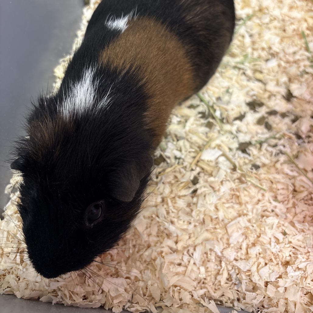 Screech, Adoptable, Young Male Rat.