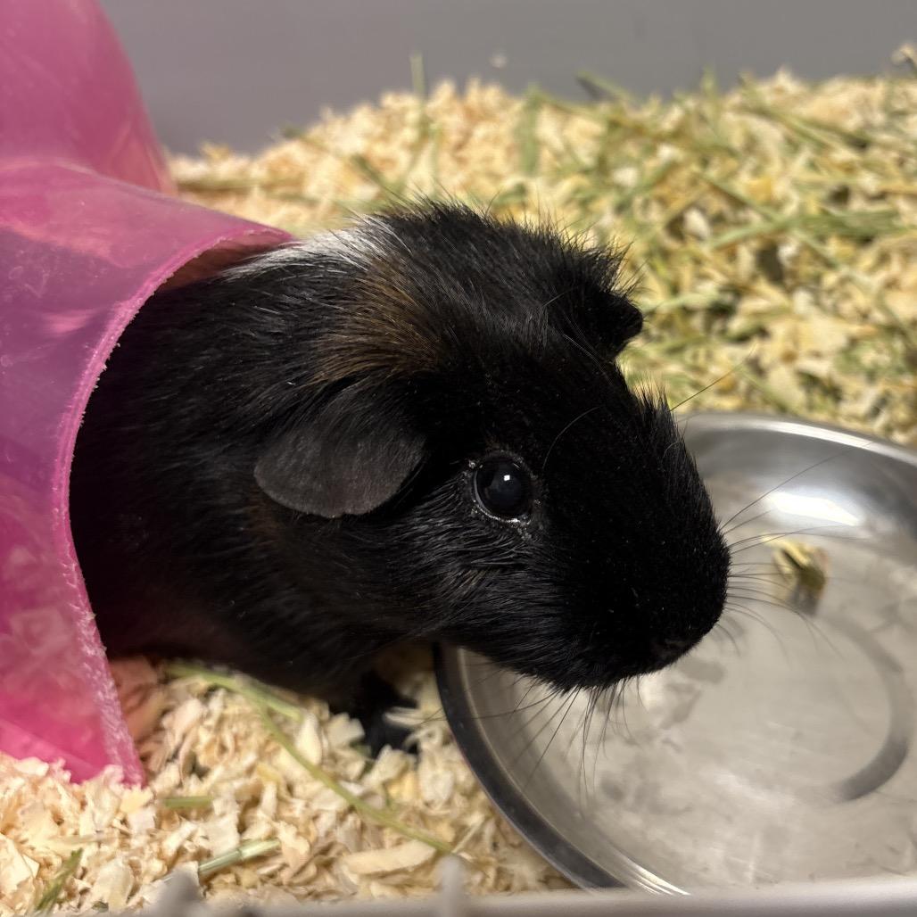 Screech, a Adoptable Rat in Rifle, CO image 2/4