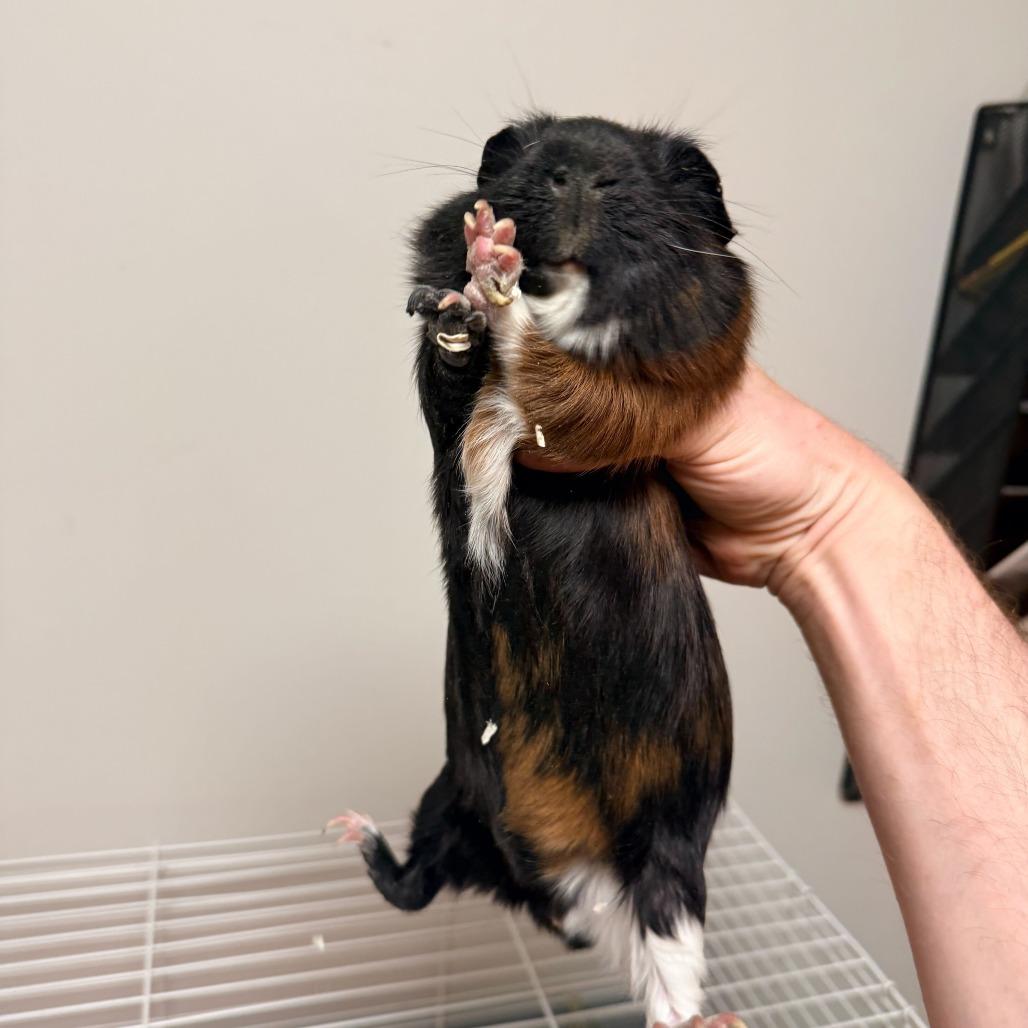 Screech, a Adoptable Rat in Rifle, CO image 3/4