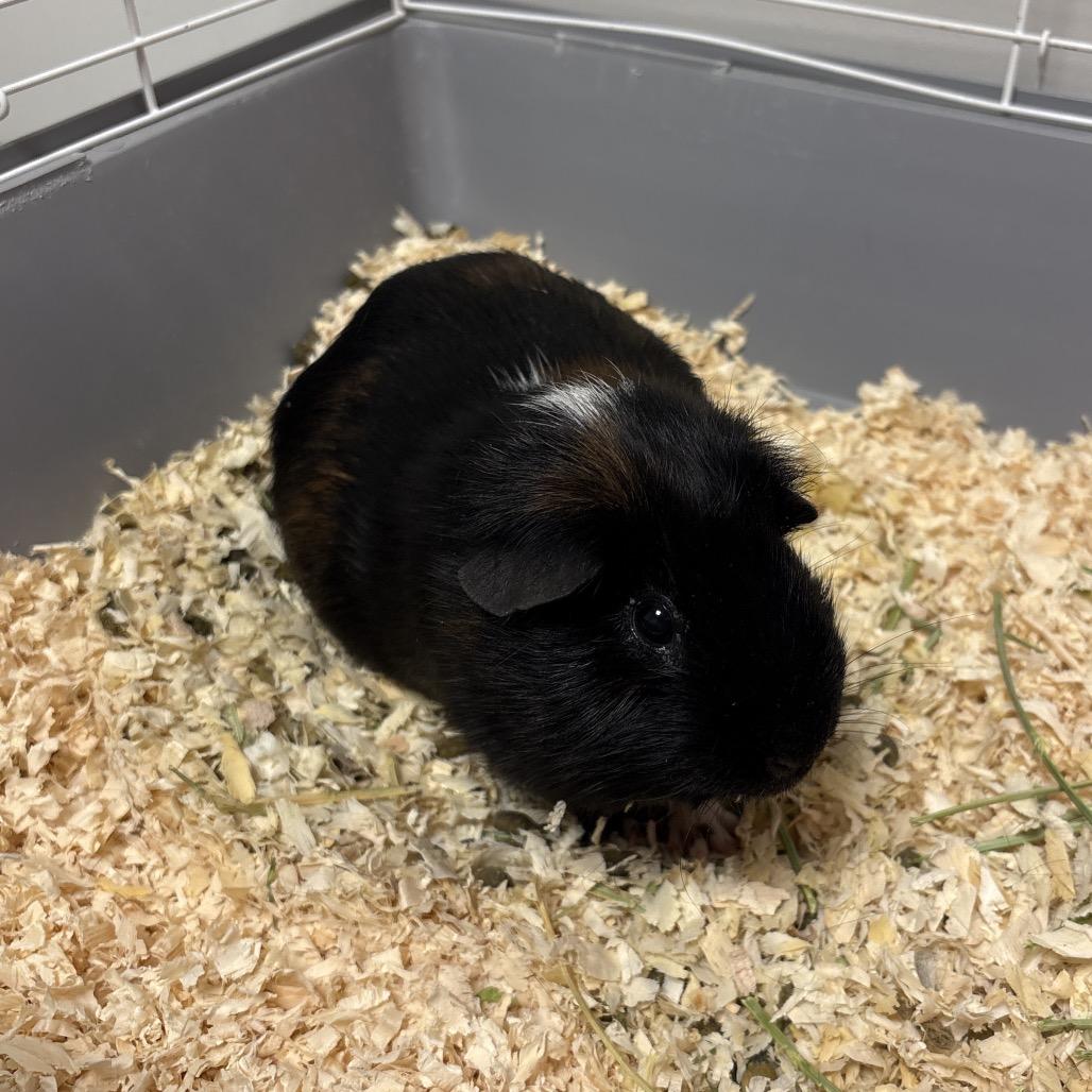 Screech, a Adoptable Rat in Rifle, CO image 4/4
