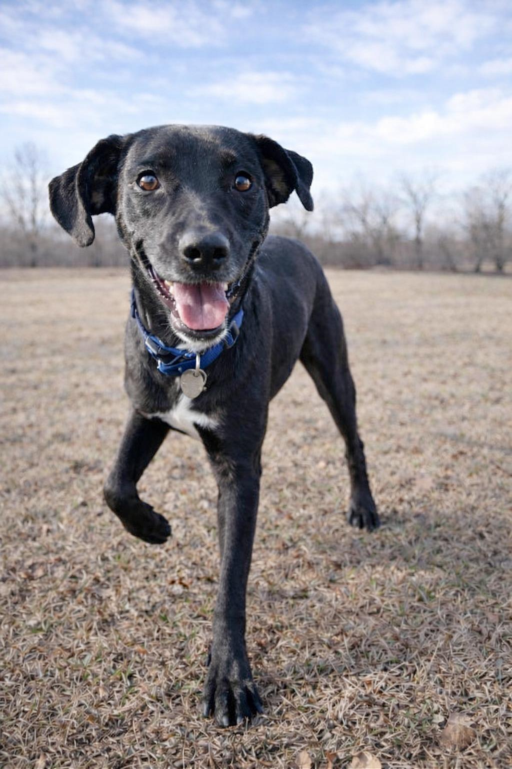 Enlarge Piper , a ADOPTABLE mixed breed in Millington, TN image 2/2