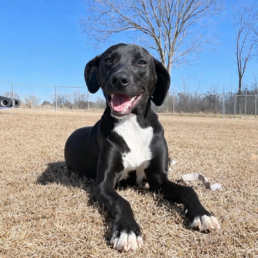 Piper , ADOPTABLE, Young Female Black Labrador Retriever.