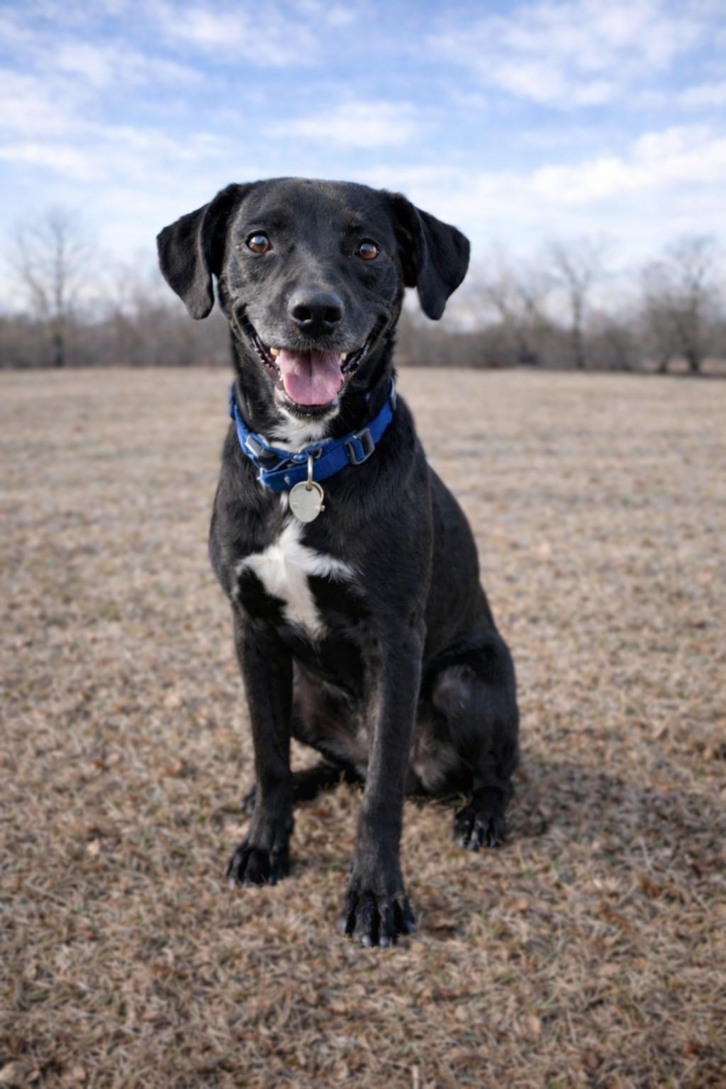 Piper , ADOPTABLE, Young Female Black Labrador Retriever.